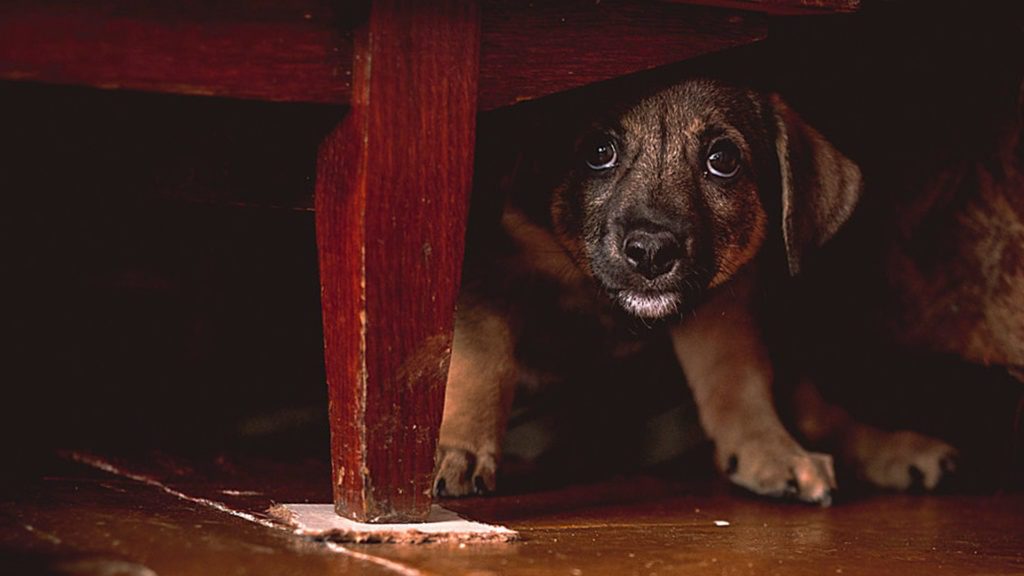 HOW TO REPORT ANIMAL CRUELTY SAFELY