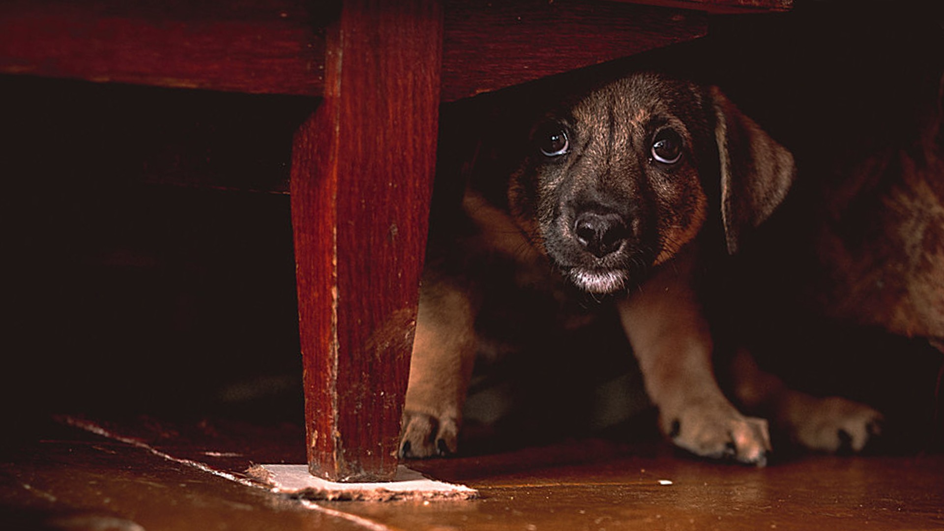 HOW TO REPORT ANIMAL CRUELTY SAFELY