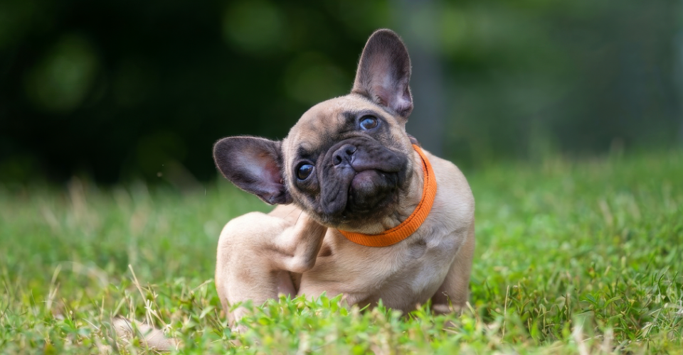 HOW TO REMOVE A TICK FROM A DOG: EXPERT STEP-BY-STEP GUIDE