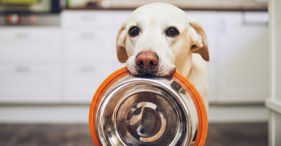 TREAT YOUR PETS LIKE FAMILY WITH THESE HOMEMADE PET FOOD RECIPES