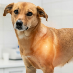 A dog visits the vet to get a pet microchip inserted