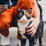 A person standing next to a car, sharing tips on pet fosters in south africa