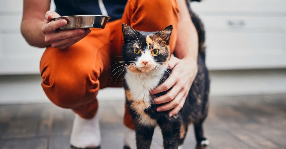 A person standing next to a car, sharing tips on pet fosters in south africa