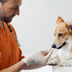 a vet giving allergy medication to a corgi dog