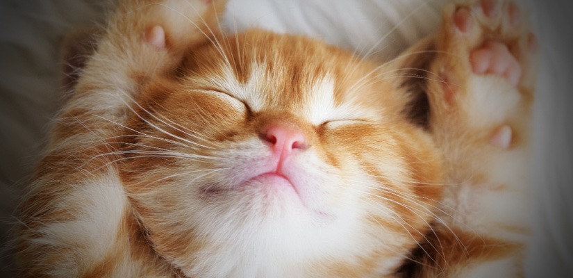 WE HAVE A WINNER! #DOTSURESNOOZE