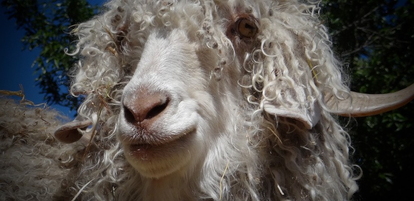 MOHAIR INDUSTRY SPINNING OUT OF CONTROL?