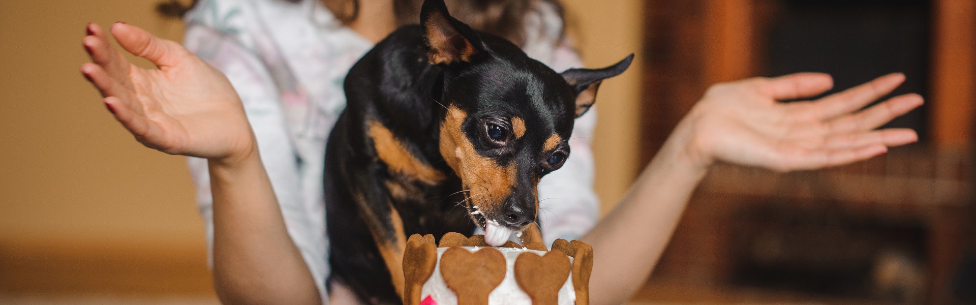 TRY THIS HIPSTER RECIPE FOR YOUR DOGGO!