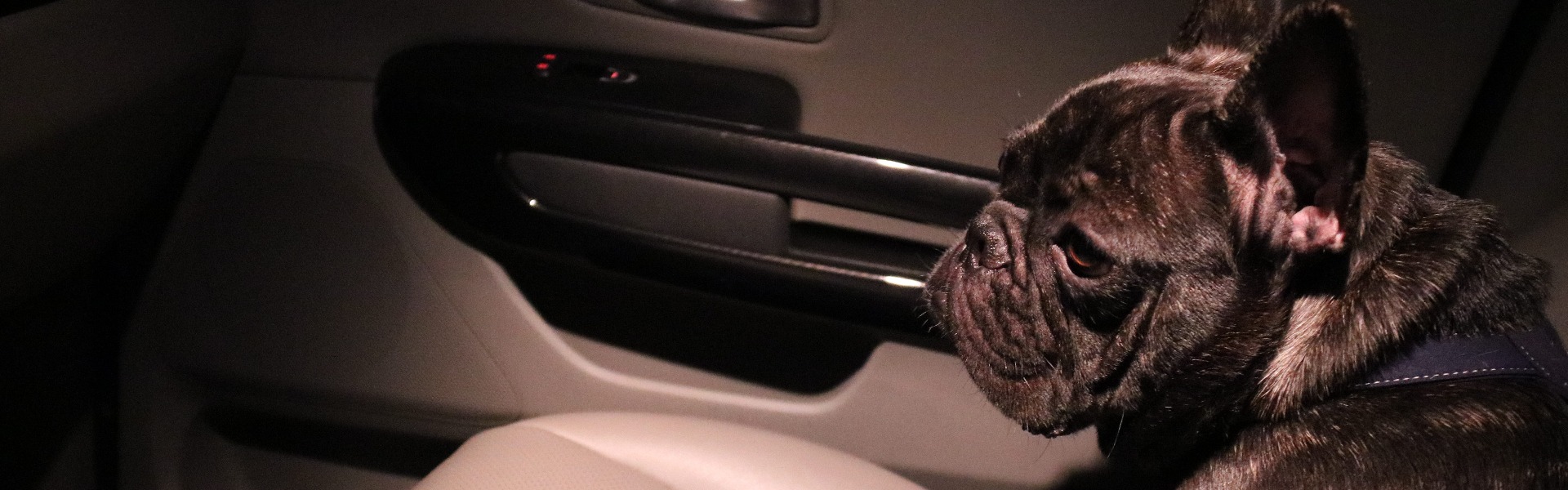 WARNING: DON’T LEAVE YOUR DOG IN THE CAR!