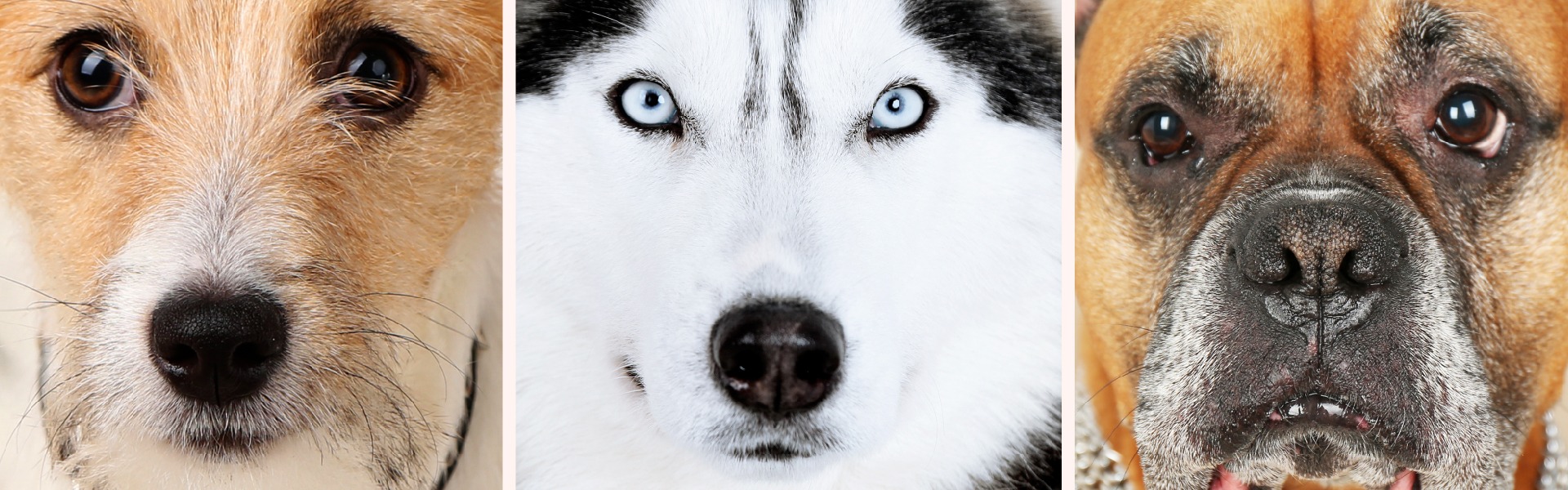 DINING ON DOG – OLYMPIC ATHLETE ACTIVISTS SAY NO