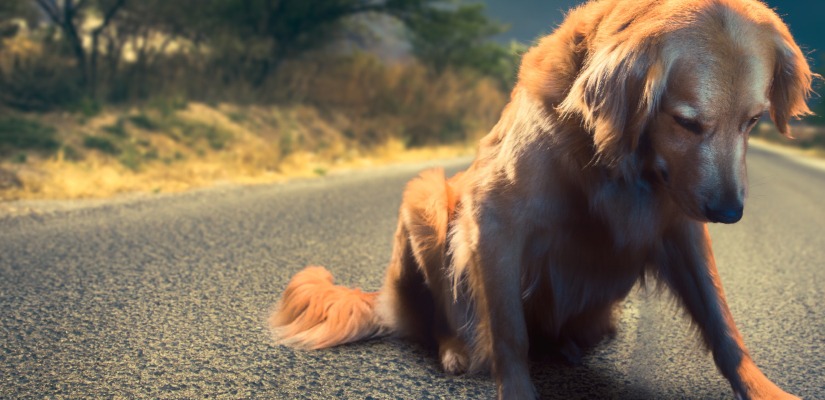 SOS: WHAT TO DO IF YOUR CAR HITS A POOCH