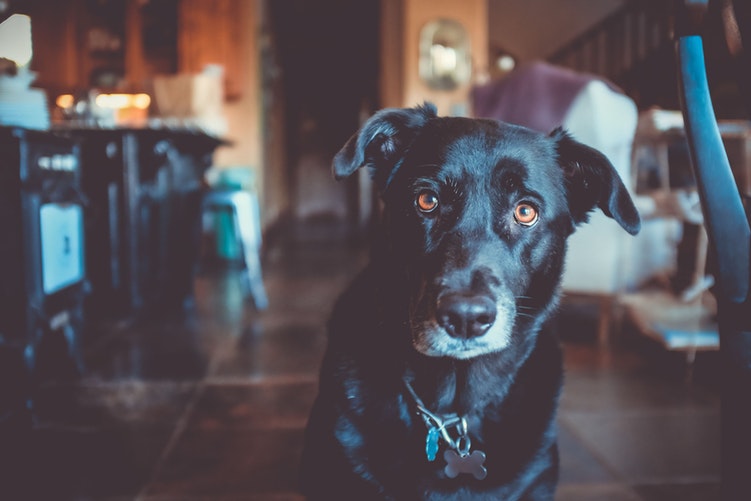 OLD DOG; OLD DOG PROBS (AND HOW TO HELP)