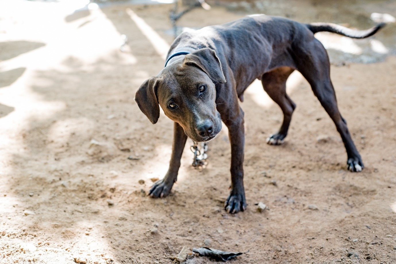 DOG FIGHTING- NOW PUNISHABLE WITH A PRISON SENTENCE!
