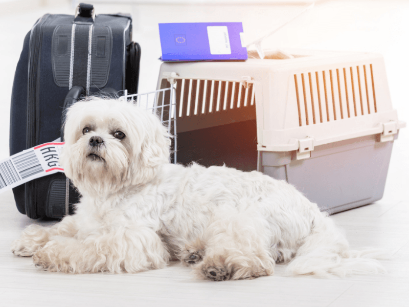THE ABC ON HOW TO MOVE OVERSEAS WITH YOUR PET