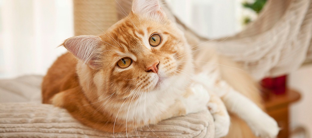 CAT LOVERS: KEEN TO ADOPT A MAINE COON CAT?