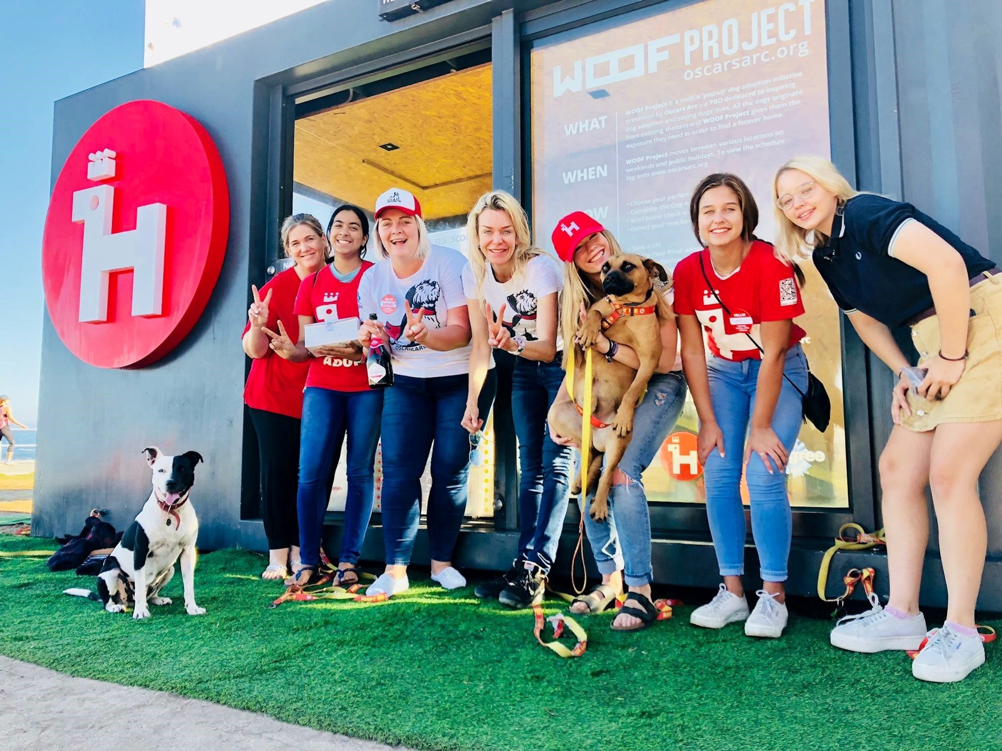 UPDATE: WOOF PROJECT HOMES 260 DOGS IN 3 MONTHS