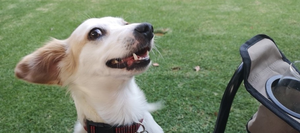 ADOPTION UPDATE: FIVE SHELTER PETS FIND UNCONDITIONAL LOVE!