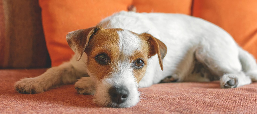 WHY DO I NEED PET INSURANCE?