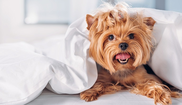 DANGERS FOR DIFFERENT DOG BREEDS