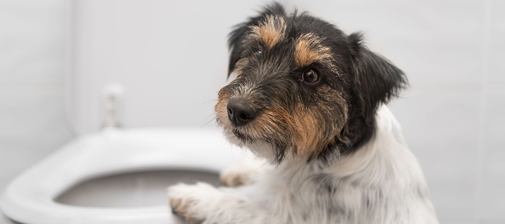 POOCHES AND POOPS, SOLVED