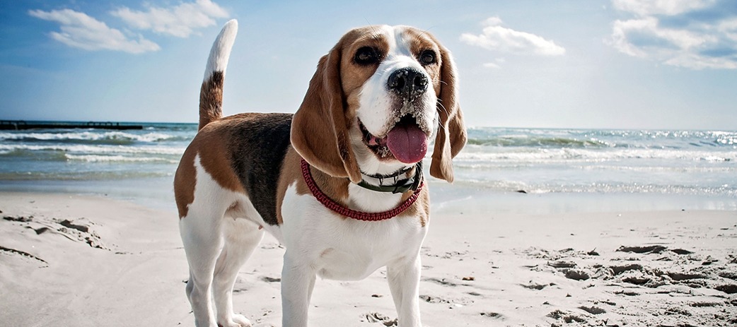 TAKE THE LEASH TO THESE DOG-FRIENDLY BEACHES IN CAPE TOWN!