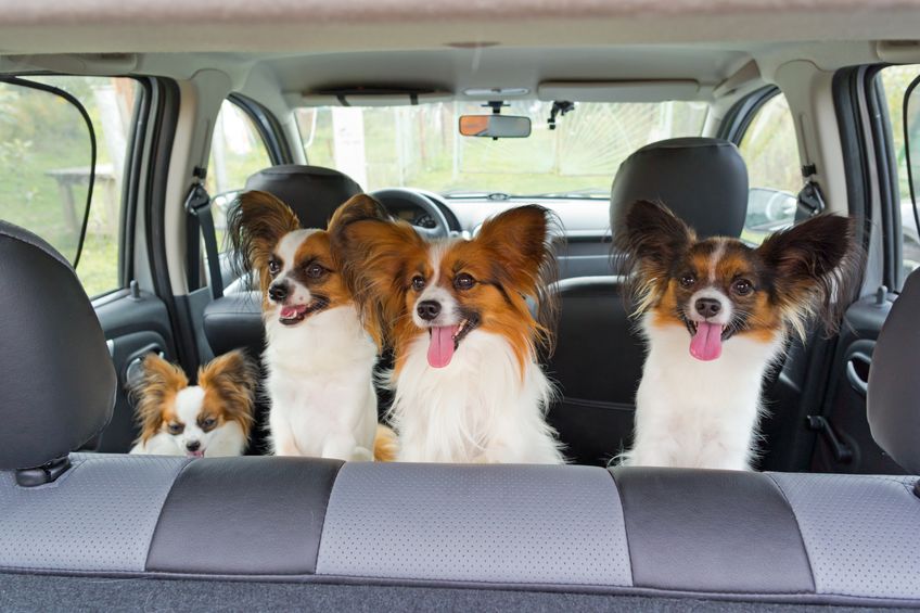 WELCOME, UBER PET – NOW FURRY FRIENDS CAN GRAB A CAB WITH THEIR HUMANS