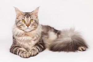 Maine Coon Cat