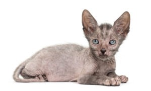 Kitten Lykoi cat, 7 weeks old, also called the Werewolf cat against white background