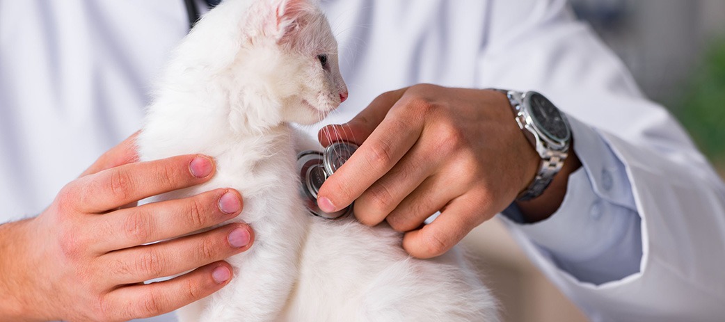 VET OF THE MONTH SHARES TOP HEALTH TIPS