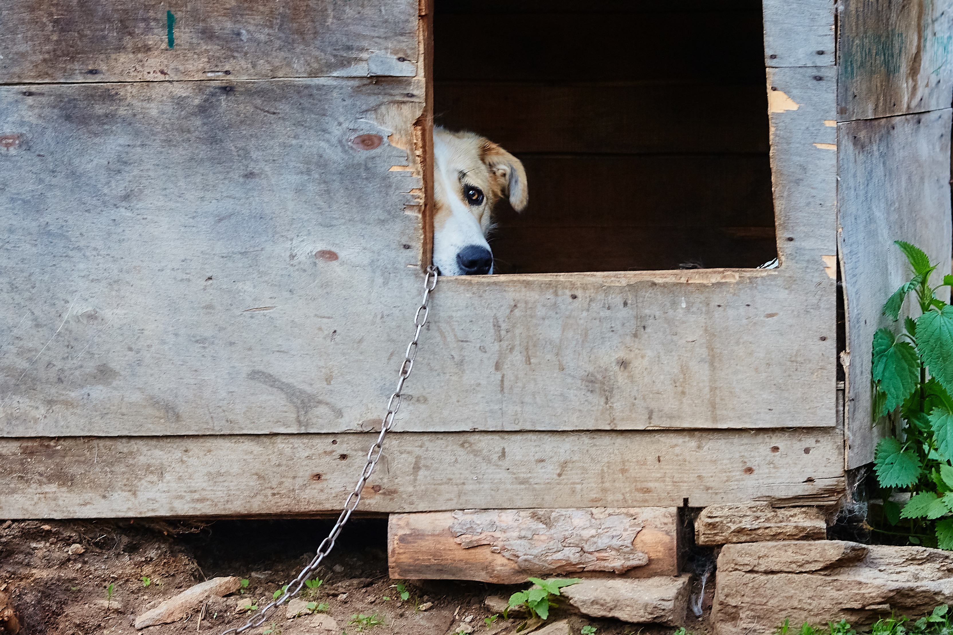 WHAT YOU NEED TO KNOW ABOUT CHAINING YOUR DOG