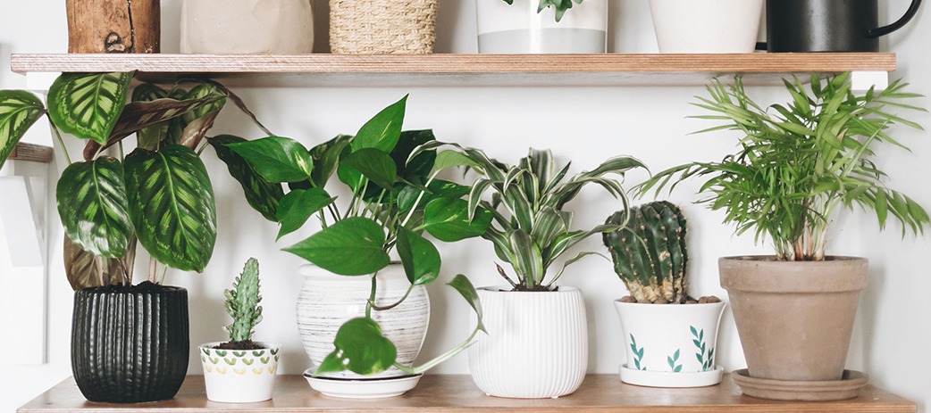 COMMON HOUSEPLANTS THAT ARE TOXIC TO DOGS AND CATS