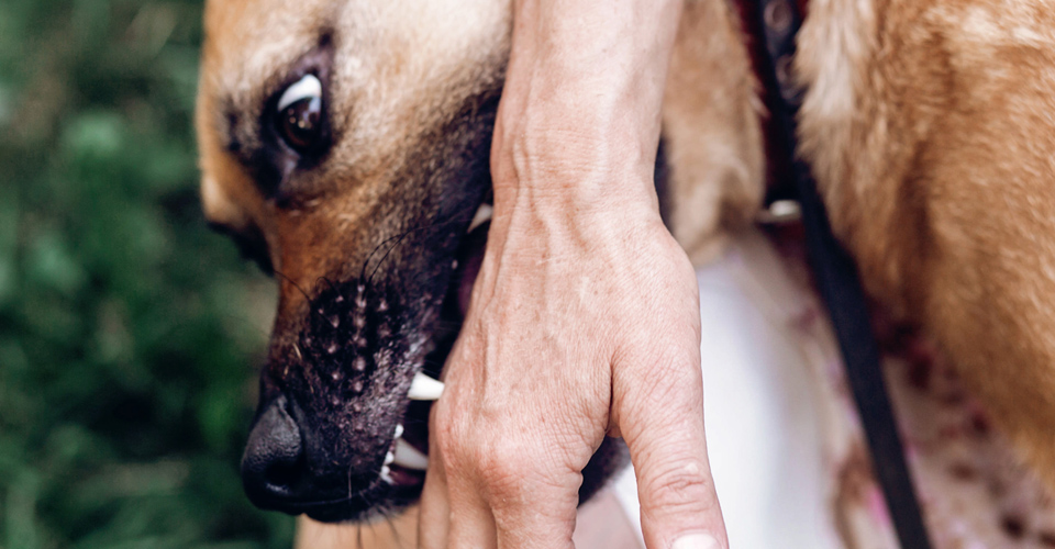 PAUPERIEN LIABILITY: THE DOG BITE LAW THAT COULD COME BACK TO BITE YOU