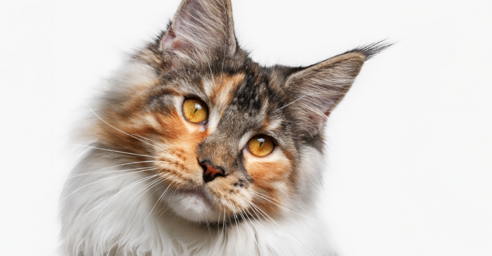 STUNNING LOOKS. EXPENSIVE FOOD BILL. PROS AND CONS OF MAINE COON CATS