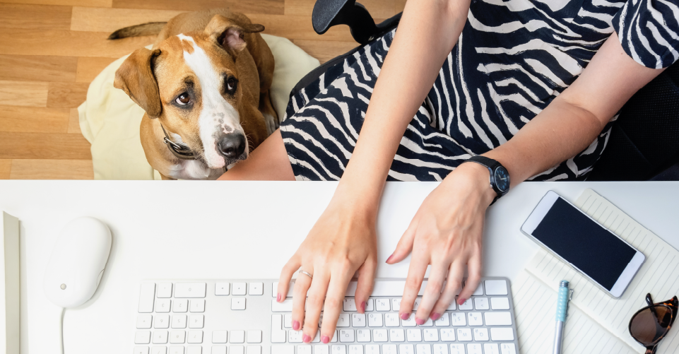 WALKIES AT THE OFFICE PARK? LAWS AROUND EMOTIONAL SUPPORT ANIMALS IN SA