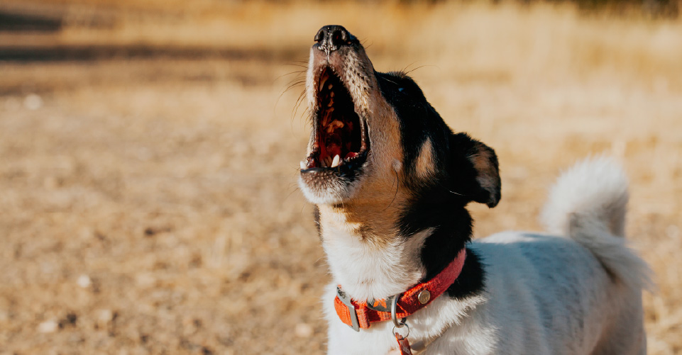 ANIMAL CRUELTY OR LEGITIMATE SOLUTION? THE LAW ON VOCAL CORD REMOVAL TO STOP EXCESSIVE BARKING