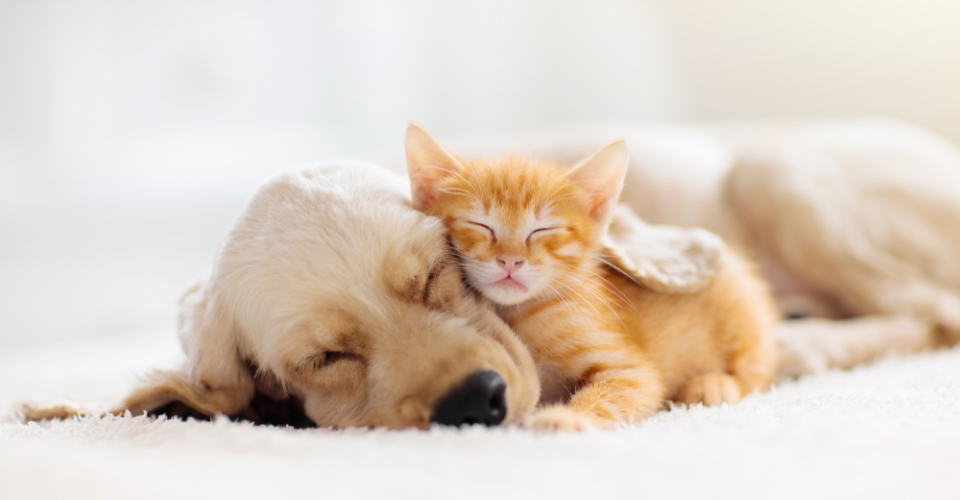 HOW A PET INSURANCE POLICY PROTECTS YOUR PET