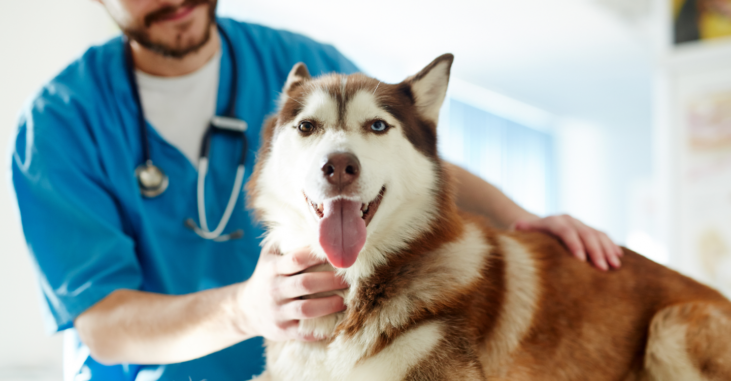 5 FACTS ABOUT RABIES