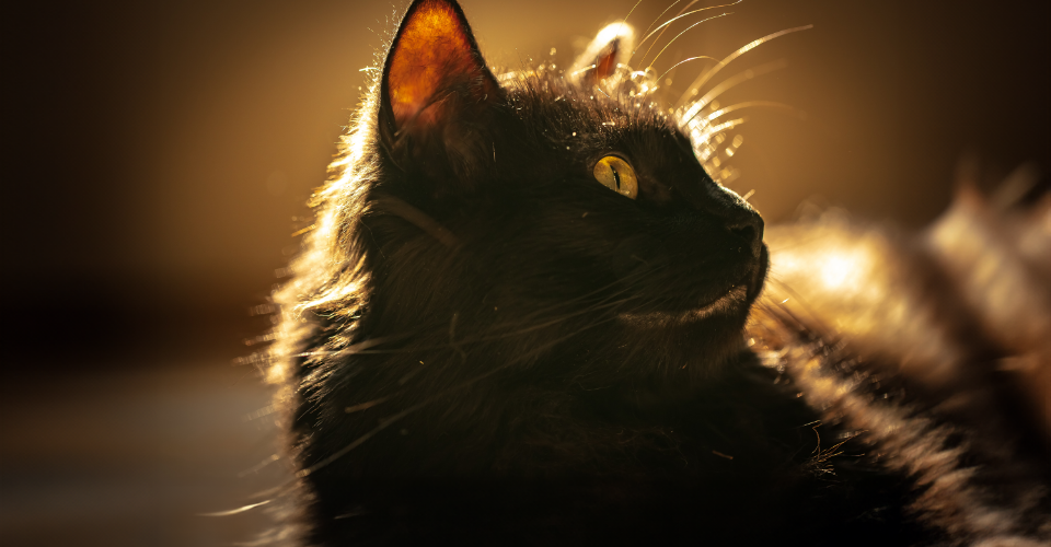 SUPERSTITIONS ABOUT BLACK CATS AND OTHER ANIMALS