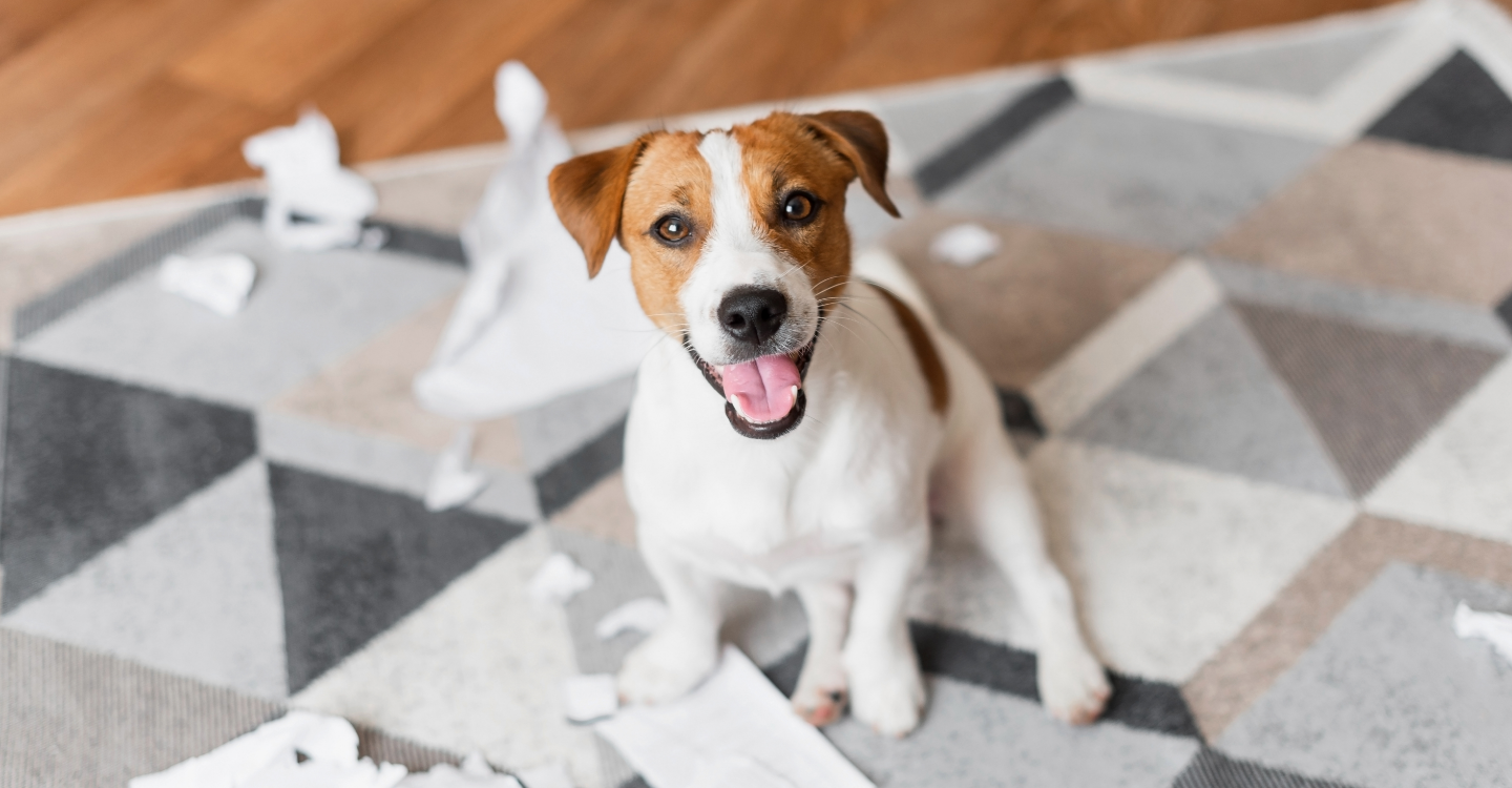 THE REAL PRICE OF A NEW PET