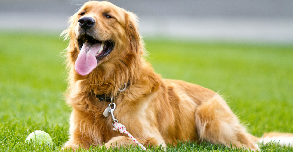 golden retriever