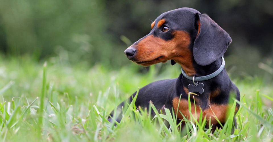 dachshund