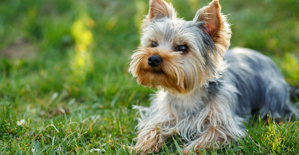 yorkshire terrier