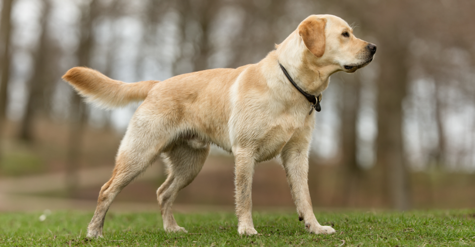 labrador retriever
