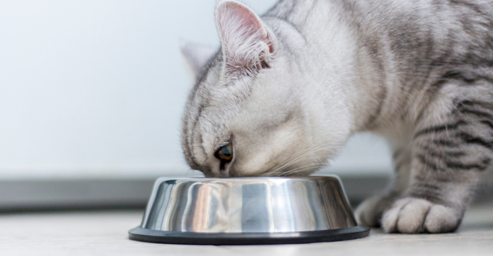 9 SIGNS YOUR PET IS HEALTHY