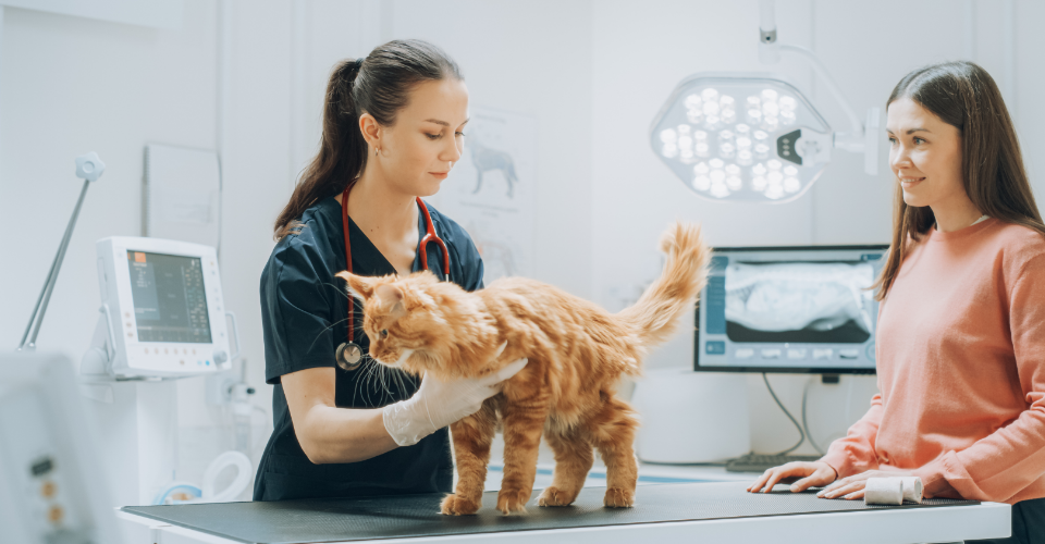 THYROID PROBLEMS IN PETS