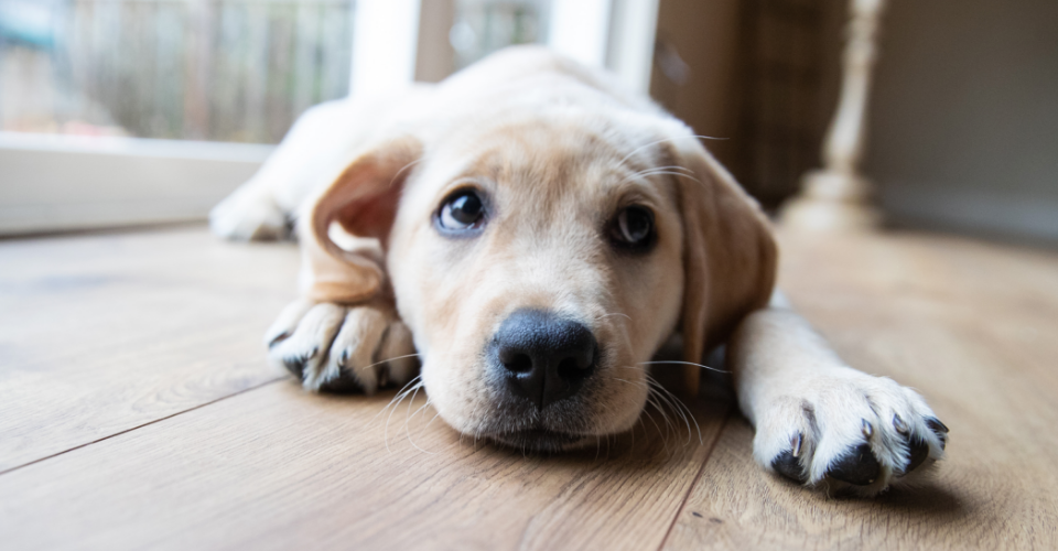 TAKING CARE OF A LABRADOR