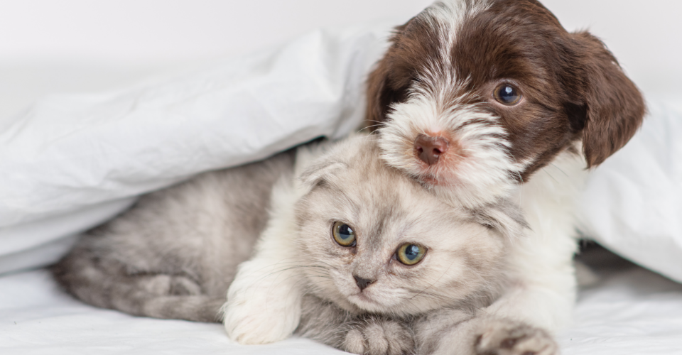 VET ADVICE: INTRODUCING NEW PETS INTO THE HOUSEHOLD