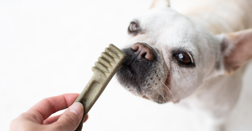 DOES YOUR PET HAVE SMELLY BREATH?