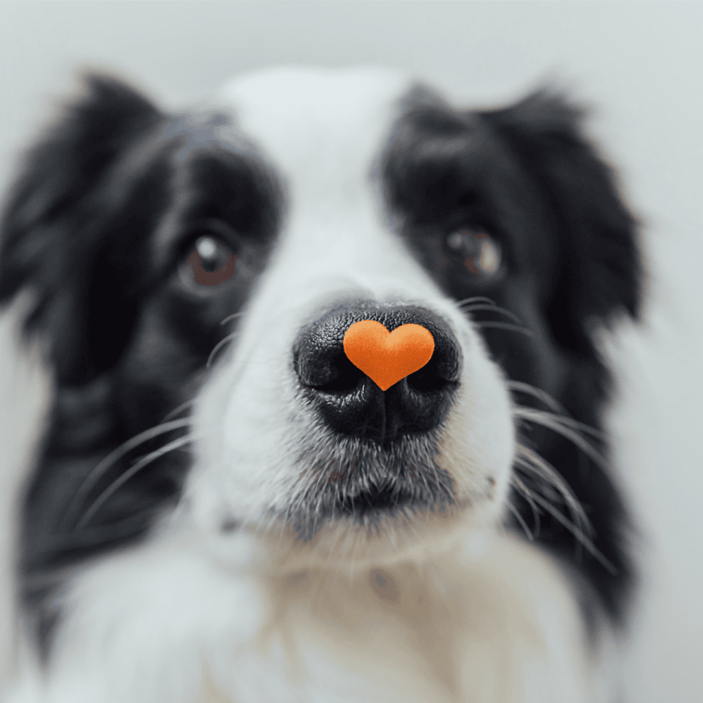 TIME TO SHOW YOUR PET SOME LOVE