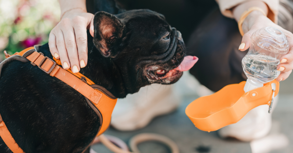 8 TIPS FOR WALKING YOUR PET IN THE HEAT