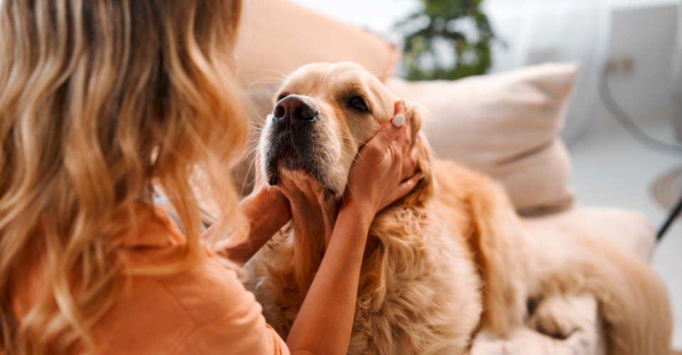 PET SITTER OR DAY-CARE